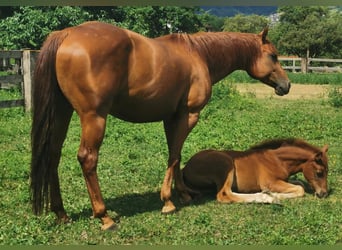 American Quarter Horse, Mare, 12 years, 14,1 hh, Chestnut-Red