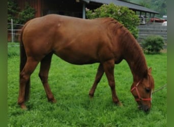 American Quarter Horse, Mare, 12 years, 14,1 hh, Chestnut-Red