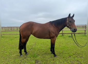 American Quarter Horse, Mare, 12 years, 14.1 hh, Chestnut