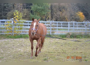 American Quarter Horse, Mare, 12 years, 14,1 hh, Chestnut