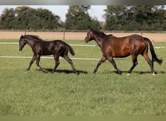 American Quarter Horse, Mare, 12 years, 14.2 hh, Brown