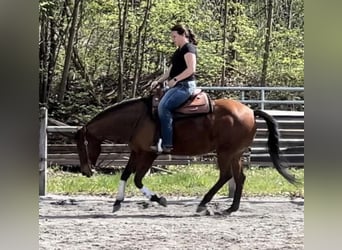 American Quarter Horse, Mare, 12 years, 14.2 hh, Brown