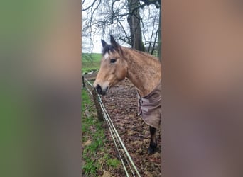 American Quarter Horse, Mare, 12 years, 14,2 hh, Buckskin