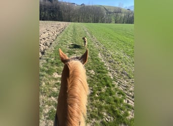 American Quarter Horse Mix, Mare, 12 years, 14.2 hh, Chestnut-Red
