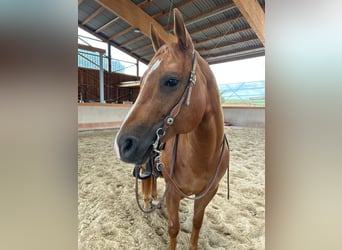 American Quarter Horse, Mare, 12 years, 14.2 hh, Chestnut-Red