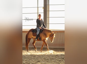 American Quarter Horse, Mare, 12 years, 14.2 hh, Chestnut-Red