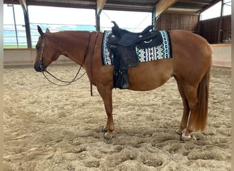American Quarter Horse, Mare, 12 years, 14.2 hh, Chestnut-Red