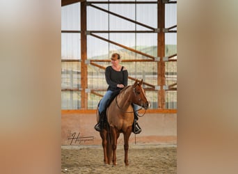 American Quarter Horse, Mare, 12 years, 14.2 hh, Chestnut-Red