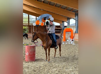 American Quarter Horse, Mare, 12 years, 14.2 hh, Chestnut-Red
