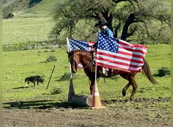 American Quarter Horse, Mare, 12 years, 14.2 hh, Chestnut