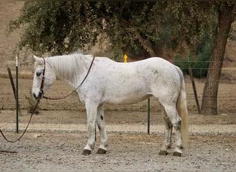 American Quarter Horse, Mare, 12 years, 14.2 hh, Grey