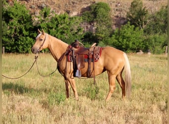 American Quarter Horse, Mare, 12 years, 14.2 hh, Palomino