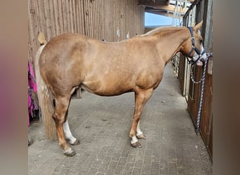 American Quarter Horse, Mare, 12 years, 14,2 hh, Palomino