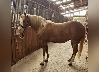 American Quarter Horse, Mare, 12 years, 14,2 hh, Palomino