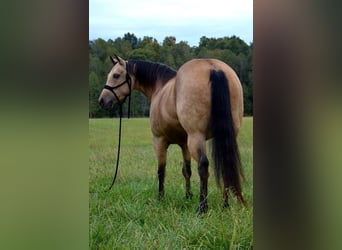 American Quarter Horse, Mare, 12 years, 14.3 hh, Buckskin