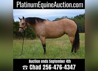 American Quarter Horse, Mare, 12 years, 14.3 hh, Buckskin