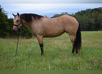 American Quarter Horse, Mare, 12 years, 14.3 hh, Buckskin