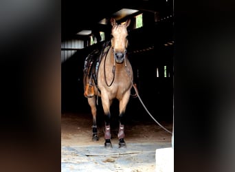American Quarter Horse, Mare, 12 years, 14.3 hh, Buckskin