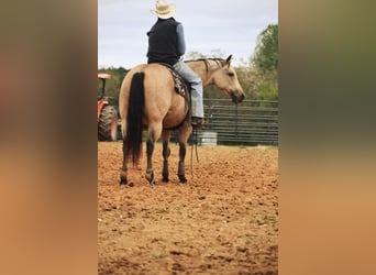 American Quarter Horse, Mare, 12 years, 14.3 hh, Buckskin