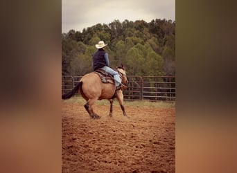 American Quarter Horse, Mare, 12 years, 14.3 hh, Buckskin
