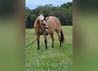 American Quarter Horse, Mare, 12 years, 14.3 hh, Buckskin