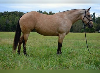 American Quarter Horse, Mare, 12 years, 14.3 hh, Buckskin