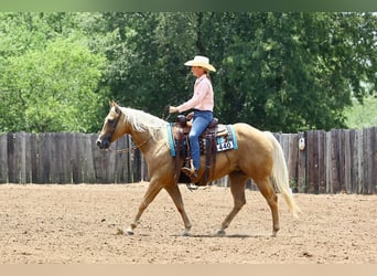 American Quarter Horse, Stute, 12 Jahre, 14,3 hh, Palomino