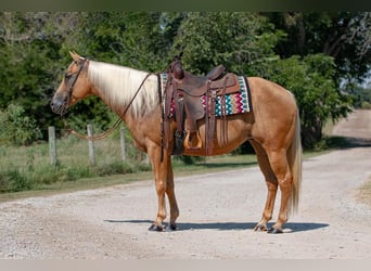 American Quarter Horse, Stute, 12 Jahre, 14,3 hh, Palomino