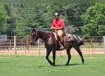 American Quarter Horse, Mare, 12 years, 14.3 hh, Roan-Bay