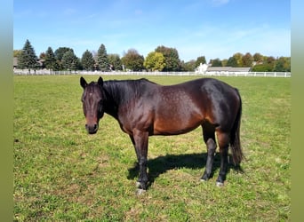 American Quarter Horse, Mare, 12 years, 14 hh, Bay-Dark