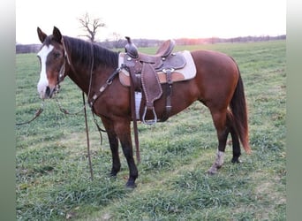 American Quarter Horse, Mare, 12 years, 14 hh, Bay