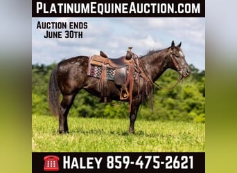 American Quarter Horse, Mare, 12 years, 14 hh, Black