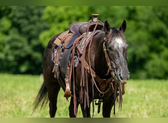 American Quarter Horse, Mare, 12 years, 14 hh, Black