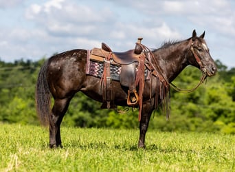 American Quarter Horse, Mare, 12 years, 14 hh, Black