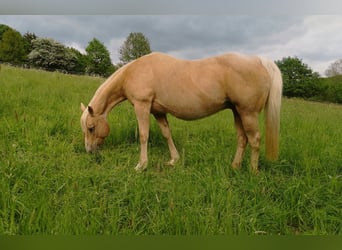 American Quarter Horse, Mare, 12 years, 14,1 hh, Palomino