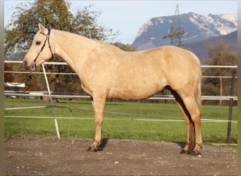 American Quarter Horse, Mare, 12 years, 14,1 hh, Palomino