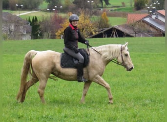 American Quarter Horse, Mare, 12 years, 14,1 hh, Palomino