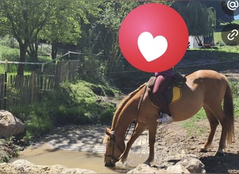 American Quarter Horse Mix, Mare, 12 years, 14,2 hh, Chestnut-Red