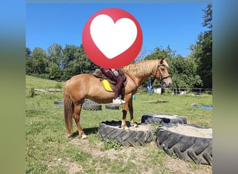 American Quarter Horse Mix, Mare, 12 years, 14,2 hh, Chestnut-Red
