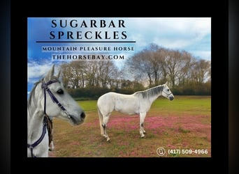 American Quarter Horse, Mare, 12 years, 14,2 hh, Grey