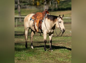 American Quarter Horse, Mare, 12 years, 14,3 hh, Buckskin