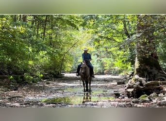 American Quarter Horse, Mare, 12 years, 15.1 hh, Buckskin
