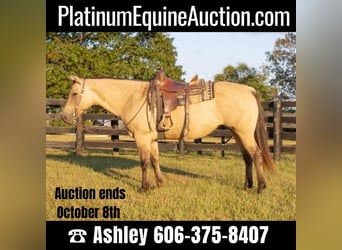 American Quarter Horse, Mare, 12 years, 15.1 hh, Buckskin