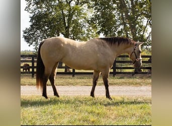 American Quarter Horse, Mare, 12 years, 15.1 hh, Buckskin