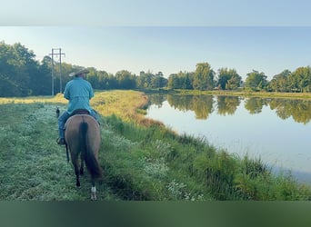 American Quarter Horse, Mare, 12 years, 15,1 hh, Dun