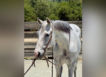American Quarter Horse, Mare, 12 years, 15.1 hh, Grey