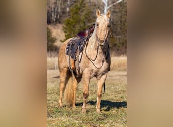 American Quarter Horse, Mare, 12 years, 15.1 hh, Palomino