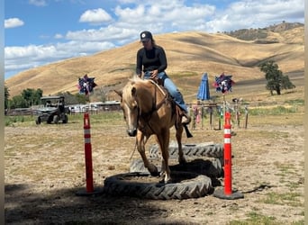 American Quarter Horse, Mare, 12 years, 15.1 hh, Palomino