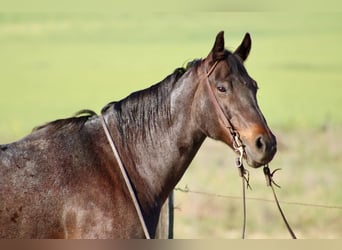 American Quarter Horse, Mare, 12 years, 15.1 hh, Roan-Bay