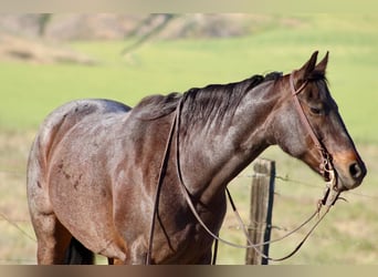 American Quarter Horse, Mare, 12 years, 15.1 hh, Roan-Bay